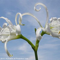 Buy canvas prints of White Spider Lily by Jane McIlroy