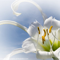 Buy canvas prints of Spider Lily by Jane McIlroy