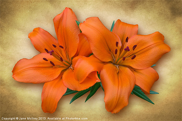 Orange Lily Picture Board by Jane McIlroy