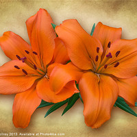 Buy canvas prints of Orange Lily by Jane McIlroy