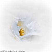 Buy canvas prints of Dreamy White Rose by Jane McIlroy