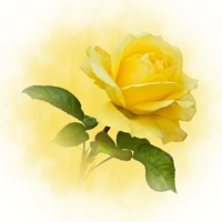 Buy canvas prints of Golden Yellow Rose by Jane McIlroy
