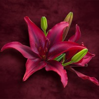 Buy canvas prints of Red Lilies by Jane McIlroy