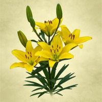 Buy canvas prints of Yellow Lilies by Jane McIlroy