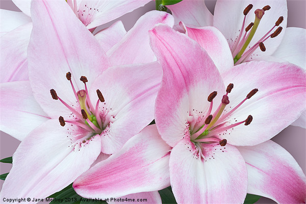 Pink and White Lilies Picture Board by Jane McIlroy