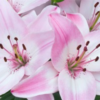 Buy canvas prints of Pink and White Lilies by Jane McIlroy