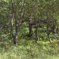 Buy canvas prints of Fantasy Woodland Scene by Jane McIlroy