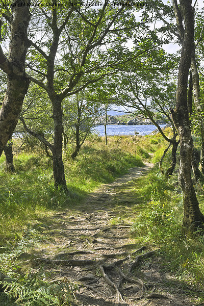 Woodland Path - Killarney Picture Board by Jane McIlroy