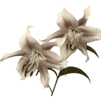 Buy canvas prints of Pink and White OT Lilies (Toned) by Jane McIlroy