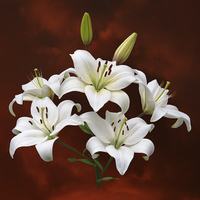 Buy canvas prints of White Lilies on Red by Jane McIlroy