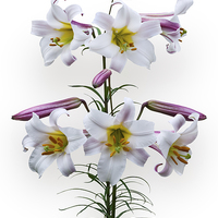Buy canvas prints of  Pink and White Trumpet Lilies by Jane McIlroy