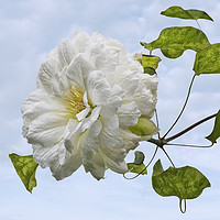 Buy canvas prints of White Clematis by Jane McIlroy