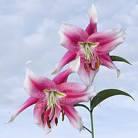Buy canvas prints of Pink Lilies by Jane McIlroy