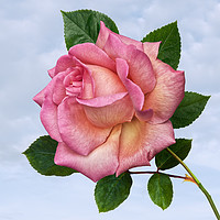 Buy canvas prints of Single Pink Rose by Jane McIlroy
