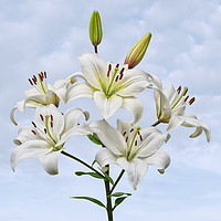 Buy canvas prints of Spray of white Asiatic Lilies by Jane McIlroy