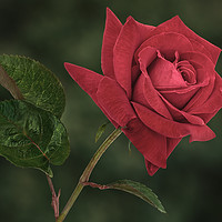 Buy canvas prints of Romantic Red Rose by Jane McIlroy