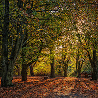 Buy canvas prints of Autumn Sunlight by Jane McIlroy