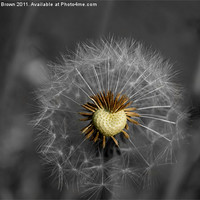 Buy canvas prints of Dandelion Clock, Heart, Black, White by Nathan Brown