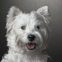Buy canvas prints of West Highland Terrier by Gary Lewis