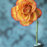 Buy canvas prints of Orange Rose by Gary Lewis