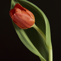 Buy canvas prints of Red Tulip Portrait by Gary Lewis