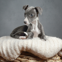 Buy canvas prints of  Whippet Puppy Portrait by Gary Lewis