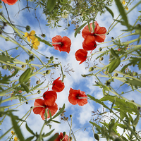 Buy canvas prints of Summertime Poppies by Gary Lewis