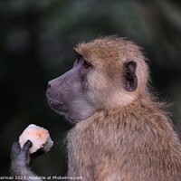 Buy canvas prints of A foraging Baboon outside South Luangwa park Zambia by steve akerman