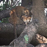Buy canvas prints of Female Leopard and cub by steve akerman