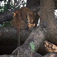 Buy canvas prints of A female Leopard and her cub resting in a tree in Zambia by steve akerman