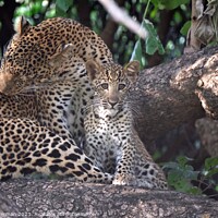 Buy canvas prints of Female leopard in a tree with her cub by steve akerman