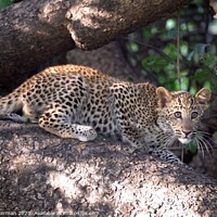 Buy canvas prints of Leopard cub in a tree by steve akerman
