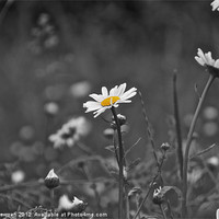 Buy canvas prints of Black and white daisy by steve akerman
