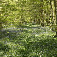 Buy canvas prints of Path among the bluebells by steve akerman