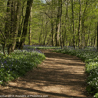 Buy canvas prints of A path through the bluebells by steve akerman