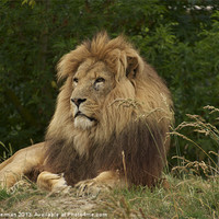 Buy canvas prints of African lion resting by steve akerman