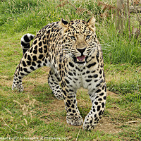 Buy canvas prints of Leopard hunting by steve akerman
