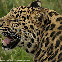 Buy canvas prints of Leopard growling by steve akerman