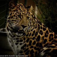 Buy canvas prints of Leopard in hiding by steve akerman