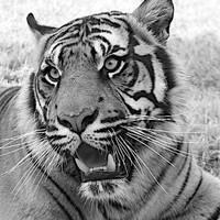 Buy canvas prints of Bengal tiger black and white by steve akerman