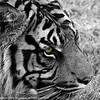 Buy canvas prints of Bengal tiger in black and white by steve akerman