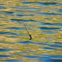 Buy canvas prints of Single reed in a lake by steve akerman