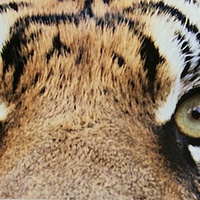 Buy canvas prints of Eye of the Tiger by steve akerman