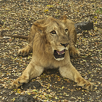 Buy canvas prints of  Zimbo a lion in Mauritius by steve akerman