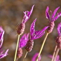 Buy canvas prints of  French lavender connected by spiders web by steve akerman