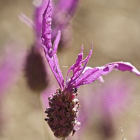 Buy canvas prints of French lavender with spider.  by steve akerman