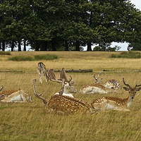 Buy canvas prints of  Fallow deer herd by steve akerman