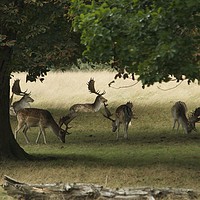 Buy canvas prints of Grazing Deer by steve akerman