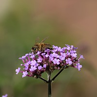 Buy canvas prints of Honey bee collecting nectar from a verbena by steve akerman