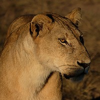 Buy canvas prints of Lioness at sunrise by steve akerman